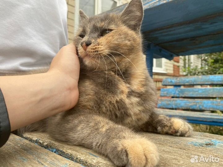 Кошка в хорошие руки, породистая