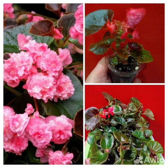 Бегония вечноцветущая махровая