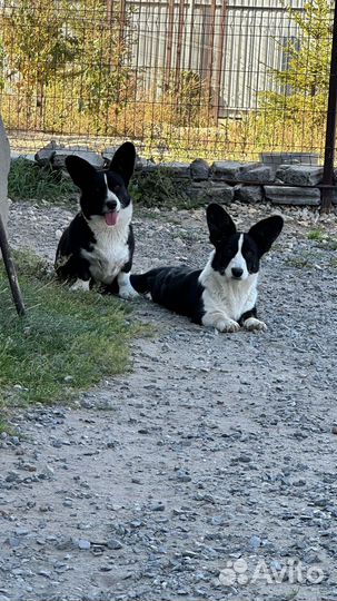 Девочка вельш корги кардиган