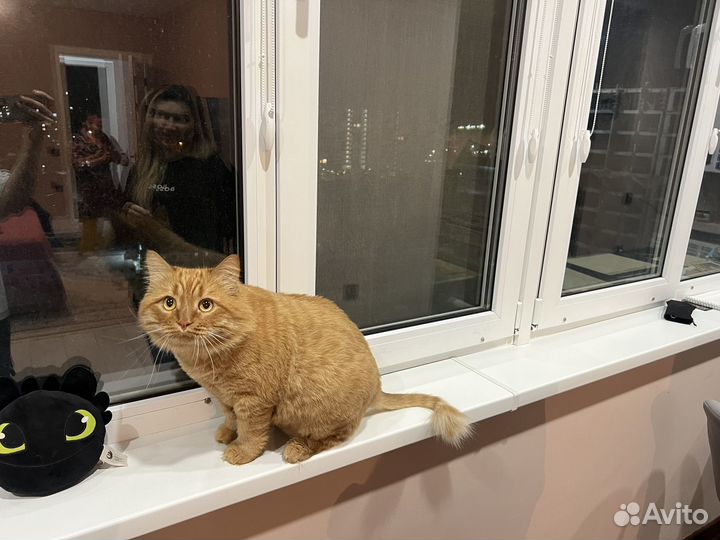 Сибирский кот