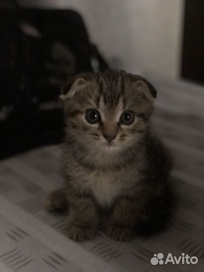 Шотландские вислоухие котята