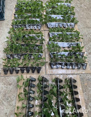 Хризантемы мультифлора