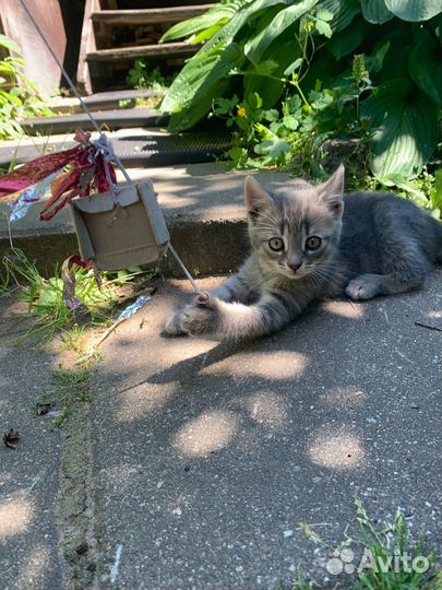 Котята в добрые руки бесплатно