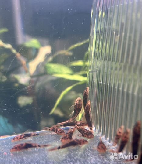 Анциструс вуалевый