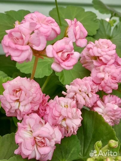 Пеларгония герань сортовая