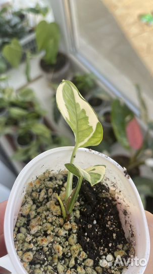 Эпипремнум биг вау