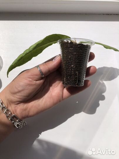 Хойя финлайсони / Hoya finlaysonii