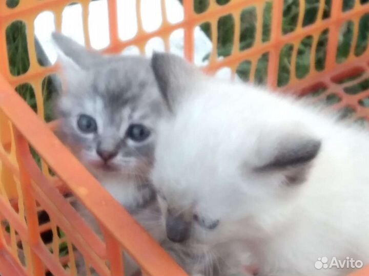 Кошка в дар бесплатно