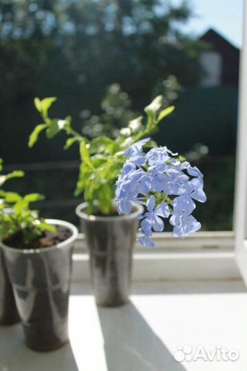 Плюмбаго (свинчатка) черенок