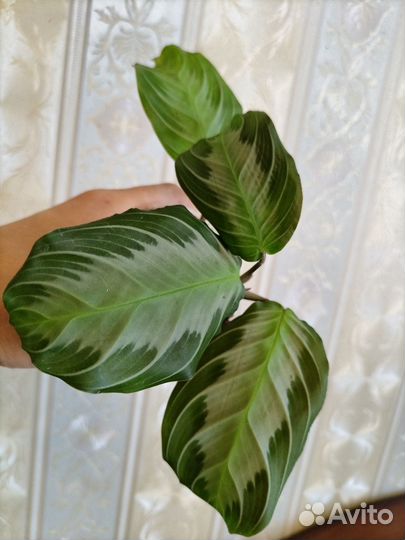 Маранты noid, silver band, кошачий ус