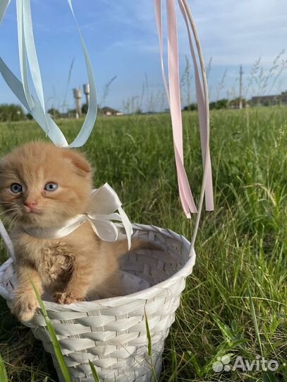 Шотдандский котенок