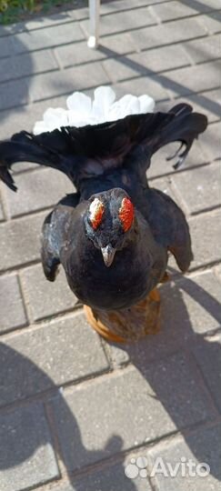 Чучело тетерева