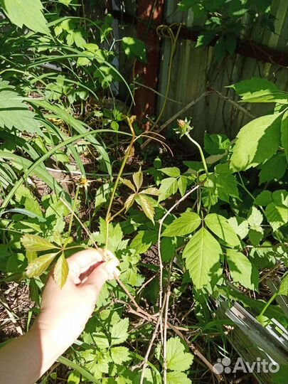 Дикий виноград/Девичий