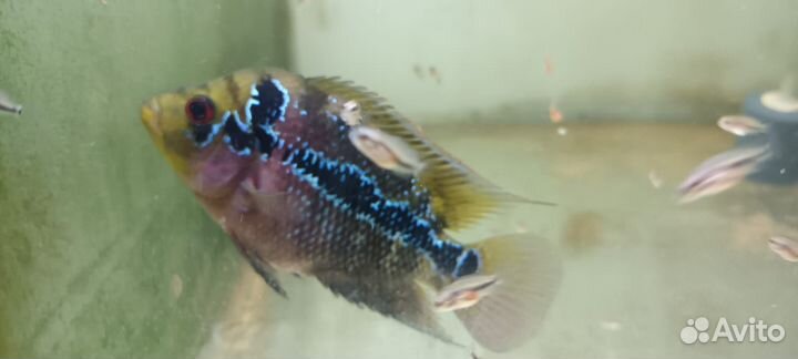 Фловер хорн