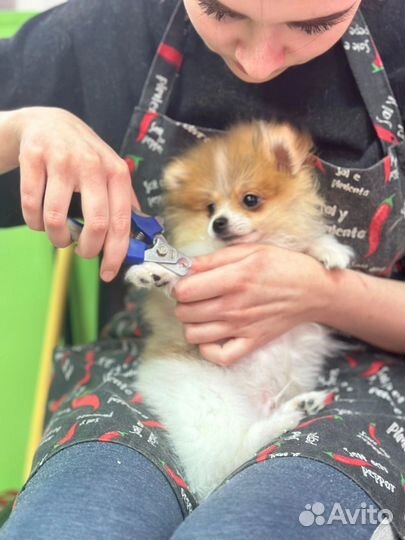 Стрижка собак и кошек