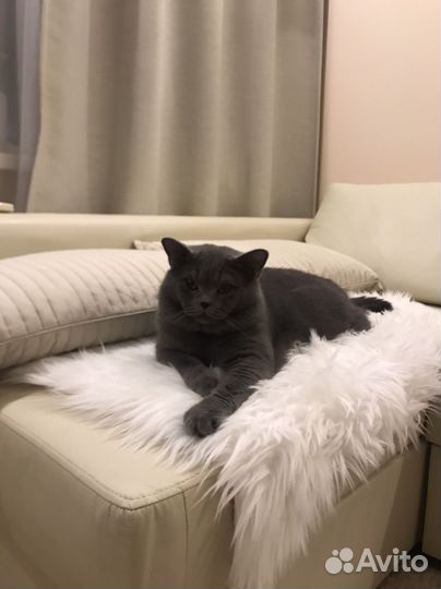 Британский кот для вязки
