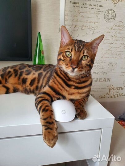 Кот бенгал 6 поколения для вязки