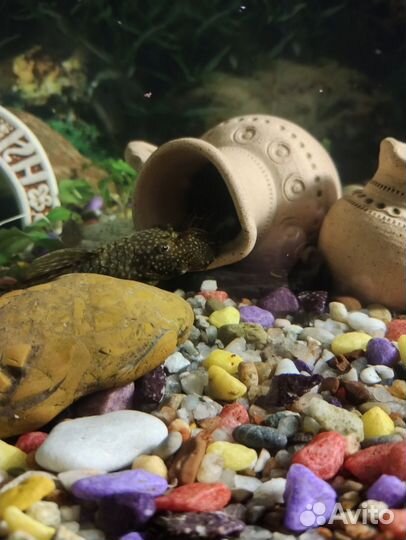 Сомики анциструсы, пара