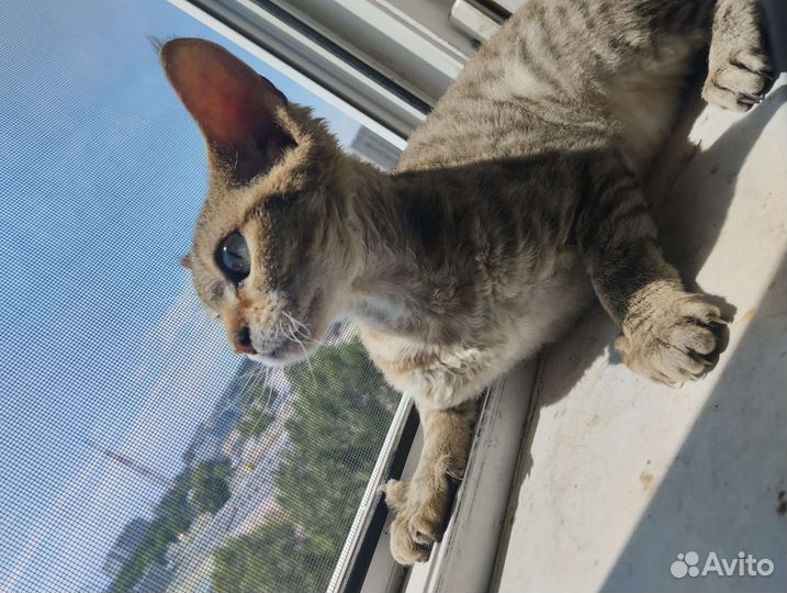 Котик Девон рекс