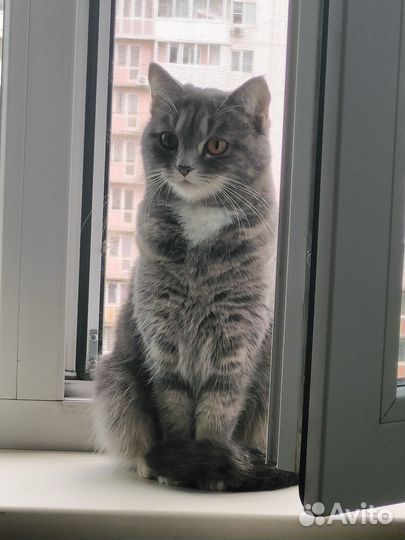 Отдам кошку