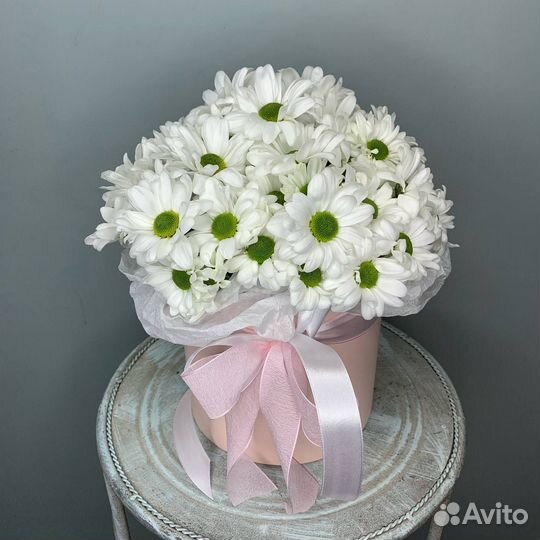 Кустовая ромашковая хризантема