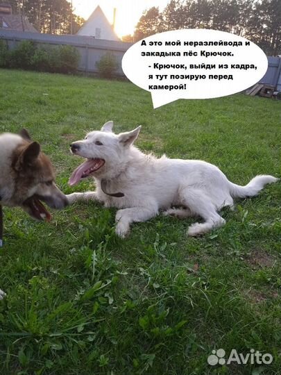 Классный пёс