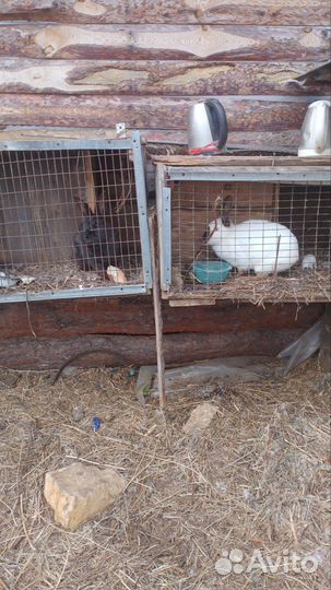 Калифорнийские кролики