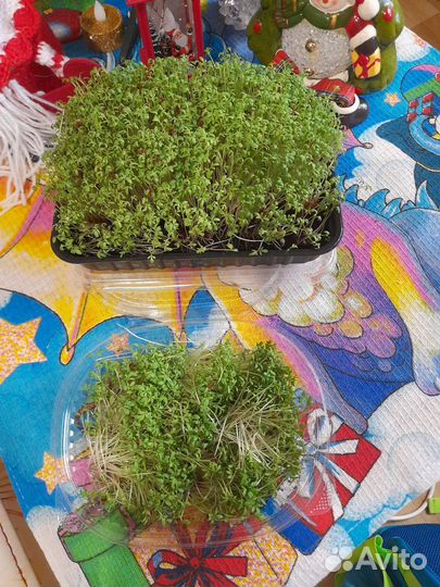 Продам микрозелень