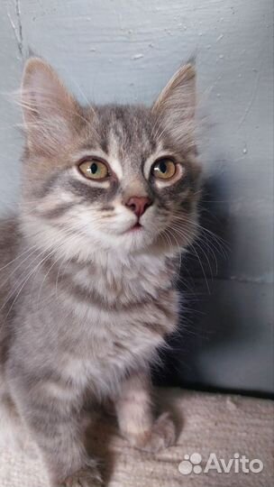 Дымчатая кошка