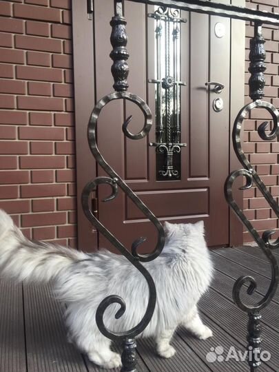 Котята персы