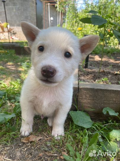 Щенки метисы лайки