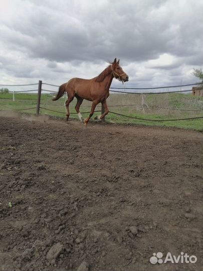 Русский рысак