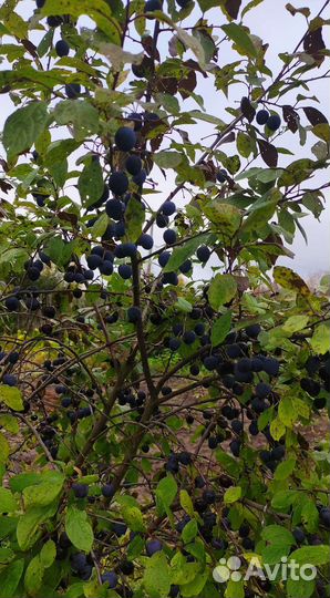 Саженцы сливы