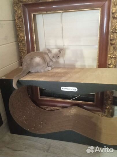 Бурманская