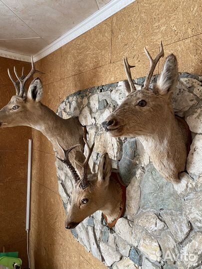 Чучело головы косули