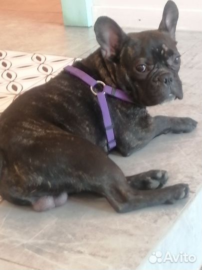 Французский бульдог вязка