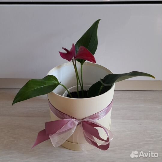 Женское счастье и Мужское счастье