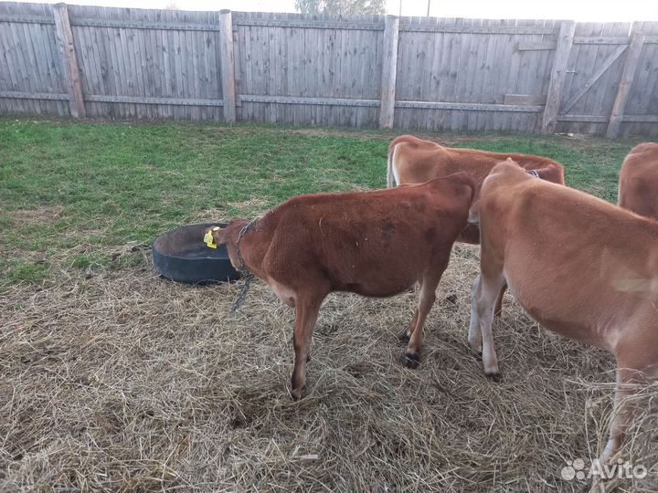 Телочка джерсейская