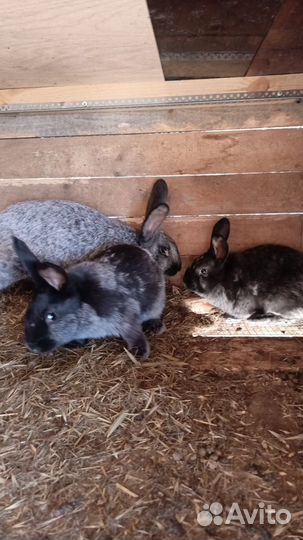 Кролики полтавское серебро