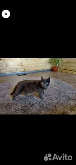 Британские котята