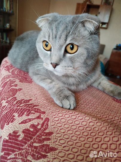 Британский кот
