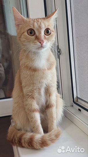 Рыжая кошка