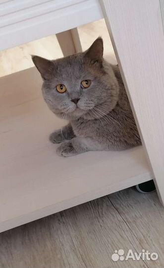 Кот вязка щотландец