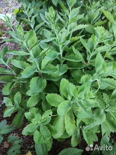 Лисий хвост Юкка Василек Рудберия Эхинацея Седум