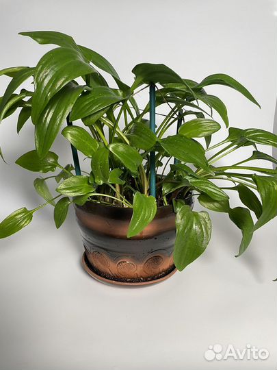 Дримиопсис, комнатные цветы