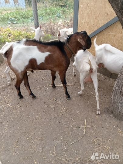 Козёл на племя