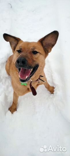 Собака из приюта - очаровательный Рик