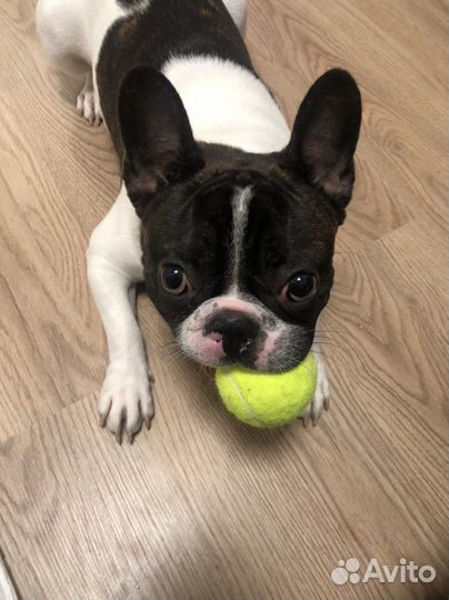 Передержка собак и кошек