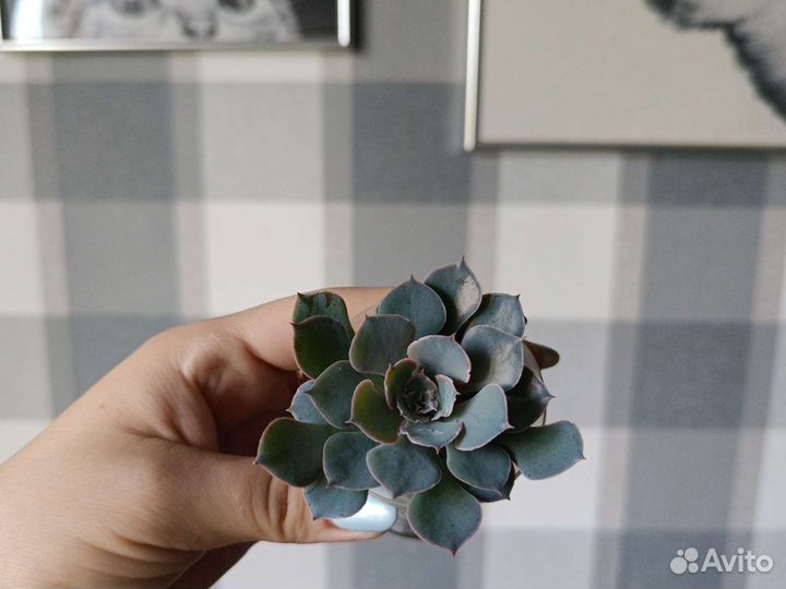 Церопегия вуда