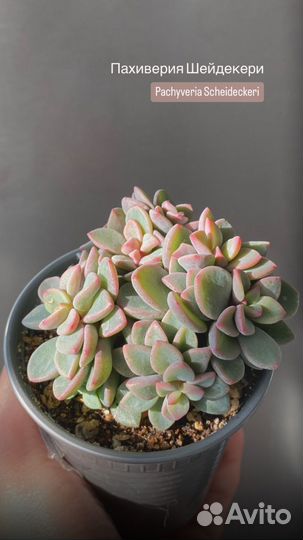 Суккуленты часть 3